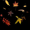 Beautiful Colorful Fall Leaves in Various Shapes Floating on Black Background