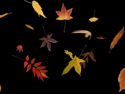 Beautiful Colorful Fall Leaves in Various Shapes Floating on Black Background 3d model