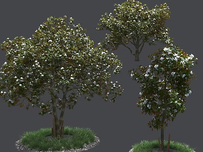 Blooming Trees With White Flowers Surrounded By Green Grass And Small Stones 3d model