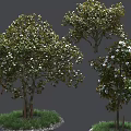 Blooming Trees With White Flowers Surrounded By Green Grass And Small Stones