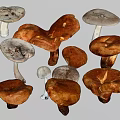 Different Kinds Of Fresh Healthy Mushrooms Showing Various Shapes And Colors