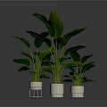 Large Leaf Green Plants In White Pots With Metal Stands For Interior Decor