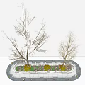 Two Leafless Arbor Trees with Slender Trunks in Circular Planter and Small Shrubs Light Background