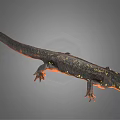 Detailed Black Salamander With Yellow Spots And Red Limbs On Gray Background