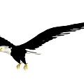 Modern Eagle 3d model