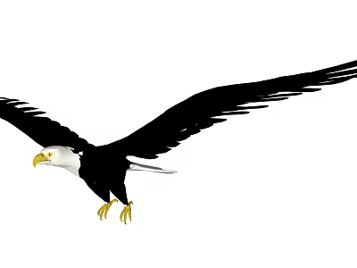 Majestic Eagle Flying with Spread Wings Black and White Feathers Yellow Beak and Talons 3d model
