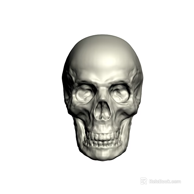 Realistic Detailed Male Human Skull Anatomical Structure 3D Rendered Front View 3d model 