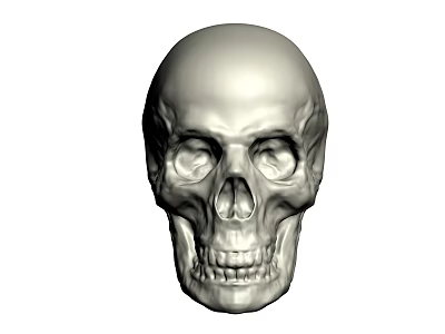 Realistic Detailed Male Human Skull Anatomical Structure 3D Rendered Front View 3d model