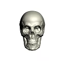 Realistic Detailed Male Human Skull Anatomical Structure 3D Rendered Front View 3d model