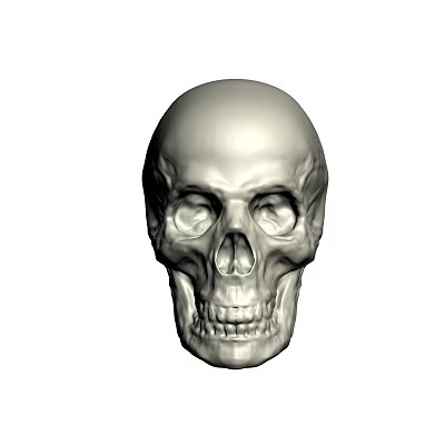 Skull skull fossil 3d model Skull skull fossil 3d model