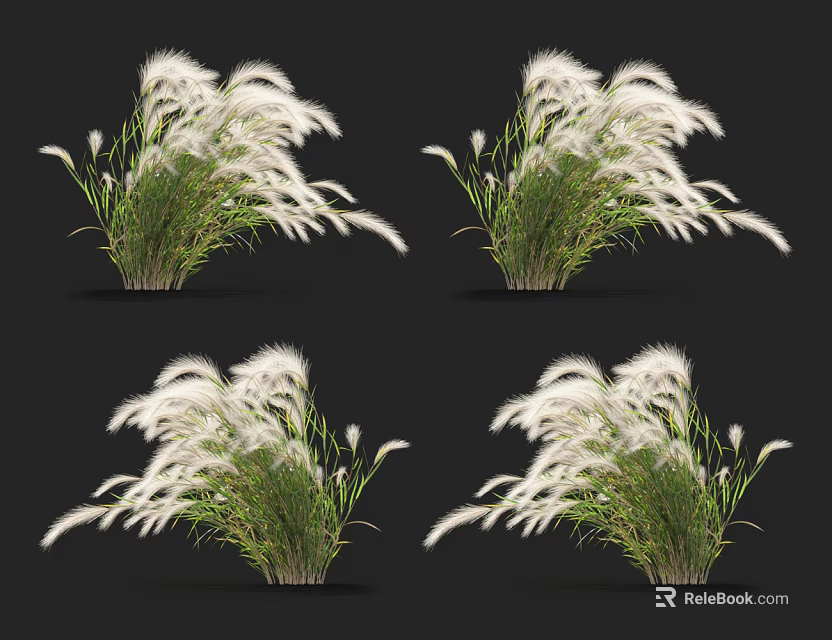 White Feathery Grass With Green Stems In Multiple Clumps On Black Background 3d model 
