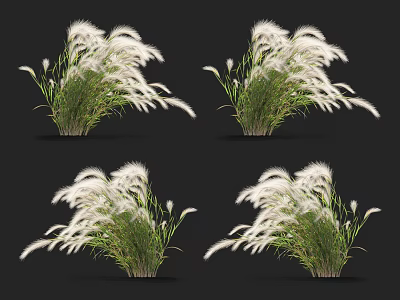 White Feathery Grass With Green Stems In Multiple Clumps On Black Background 3d model