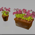Vibrant Pink Geranium Plants With Green Leaves In Small And Large Rectangular Terracotta Pots 3d model