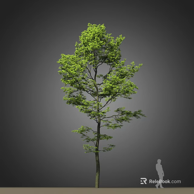Tall Green Tree With Dense Foliage Straight Trunk And Human Figure For Scale 3d model 