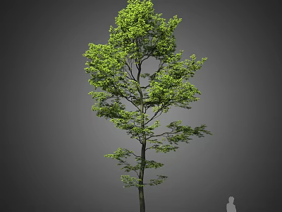 Tall Green Tree With Dense Foliage Straight Trunk And Human Figure For Scale 3d model