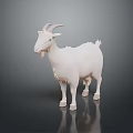 Realistic White Goat 3D Model Standing on Dark Background with Reflection 3d model