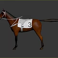 Brown Horse Standing With White Saddle Cloth Featuring Number 3 on Dark Background