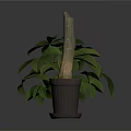 Indoor Green Leafy Plant And Potted Stem Plant In Simple Containers