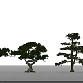 Two Arbor Trees With Curved Branches And Layered Crown Against Blue Sky