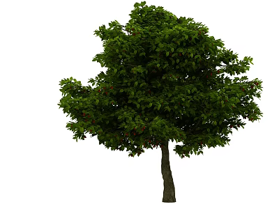 Lush Green Leafy Tree With Thick Trunk And Abundant Foliage 3d model
