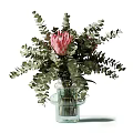 Pink Protea Flowers in Clear Glass Vase with Fresh Green Eucalyptus Leaves