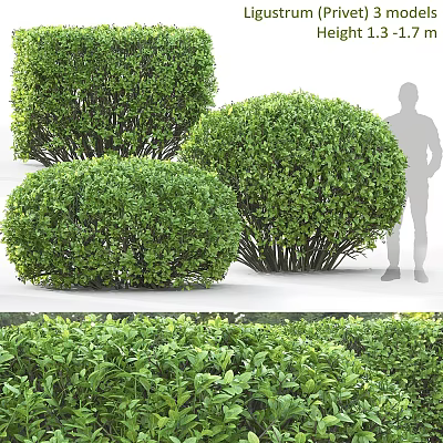 Round Shaped Lush Green Shrubs For Outdoor Garden Landscaping Design 3d model