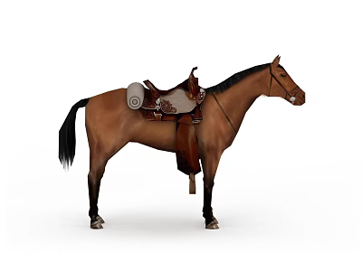 Brown Horse Standing With Saddle And Equipment On White Background 3d model