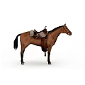 Brown Horse Standing With Saddle And Equipment On White Background