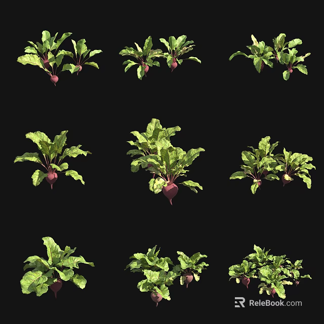 Fresh Beets As Garden Crop With Green Leaves And Purple Roots 3d model 