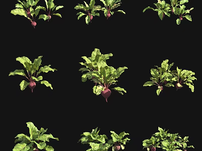 Fresh Beets As Garden Crop With Green Leaves And Purple Roots 3d model