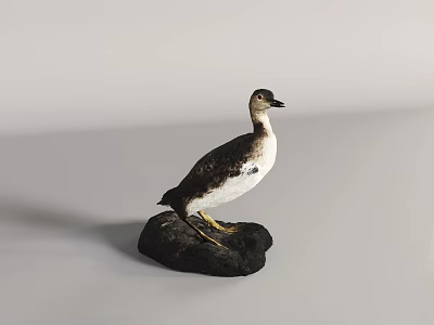 Modern Waterbird Wild Duck Animal Specimen 3d model