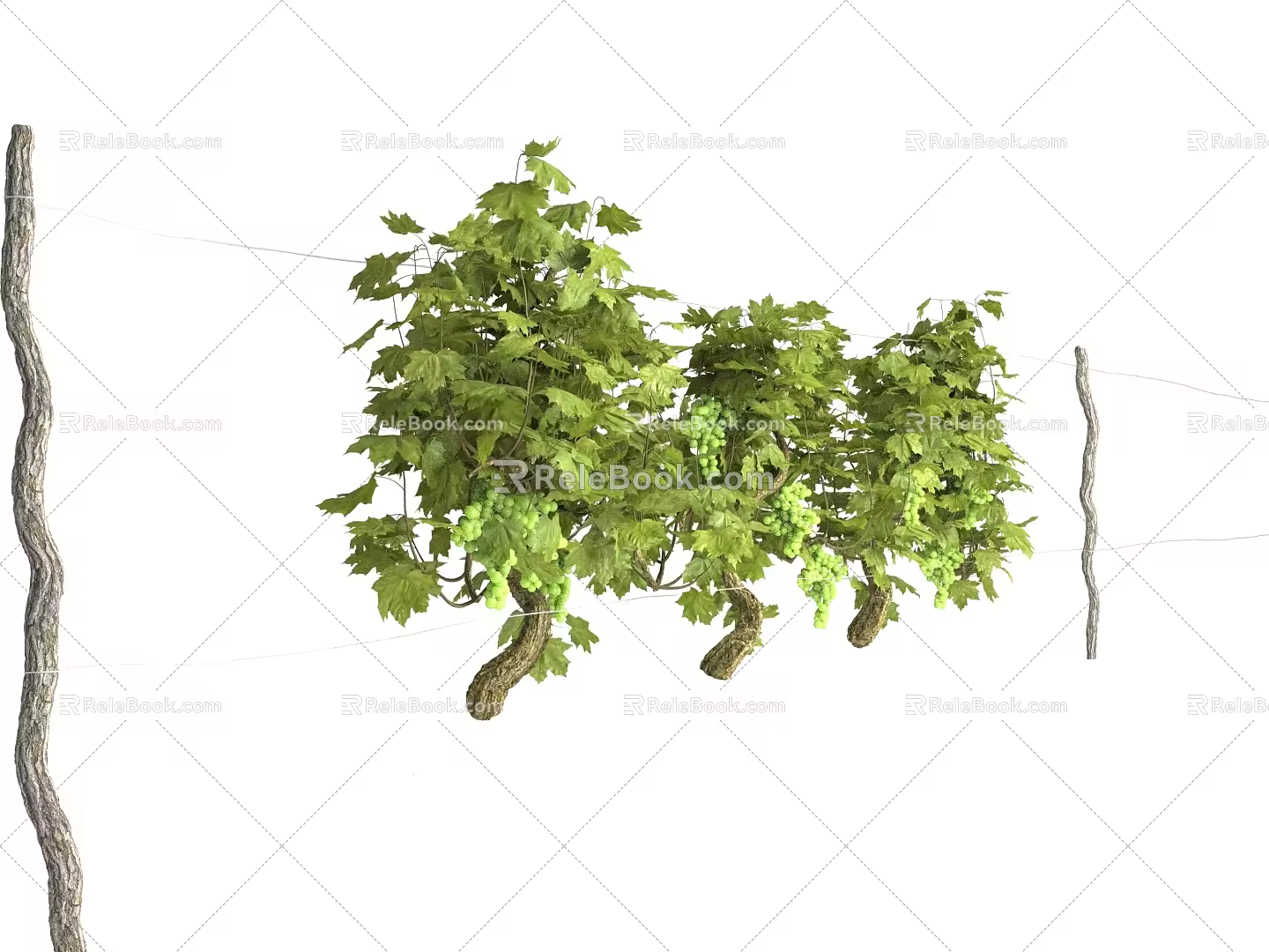 grape vine grape seedling 3d model