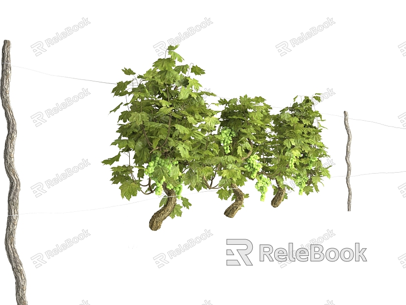 grape vine grape seedling model