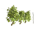 grape vine grape seedling 3d model