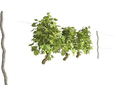 Lush Green Vine With Dense Leaves Growing On Strings Between Wooden Sticks 3d model