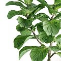 Bonsai Potted Fiddle Leaf Fig Plant With Green Leaves Trunk And Black Pot