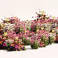 Colorful Flowering Shrubs With Pink White Yellow Blooms In Garden Landscape