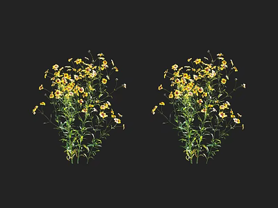 Two Bunches of Natural Small Yellow Flowers with Green Stems on Black Background 3d model