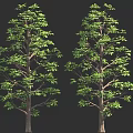 Two Lush Green Trees With Brown Trunks And Dense Foliage 3D Render