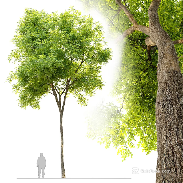 Tall Arbor With Lush Green Foliage And Thick Trunk In Sunlit Scene Featuring Human Silhouette Showing Height 3d model 