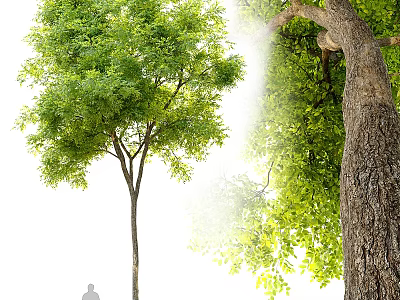 Tall Arbor With Lush Green Foliage And Thick Trunk In Sunlit Scene Featuring Human Silhouette Showing Height 3d model