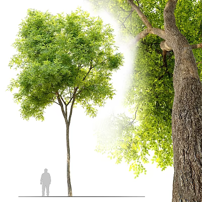 Tall Arbor With Lush Green Foliage And Thick Trunk In Sunlit Scene Featuring Human Silhouette Showing Height 3d model