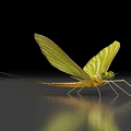 Green Mayfly With Long Antennae Large Transparent Wings And Reflection On Smooth Surface