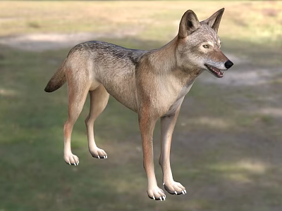 Small Reptile Lizard Standing On Green Grass In Natural Outdoor Habitat 3d model