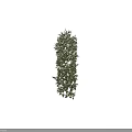 Tall Green Vine Plant with Female Silhouette Carrying Handbag Wearing High Heels on Black Background