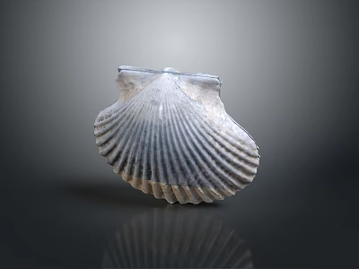 Scallop Shell With Detailed Radial Ridges Isolated On Dark Background With Reflection 3d model