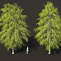 Tall Birch Trees With Green Leaves White Trunks And Human Figure For Scale
