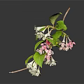 Lush Plant With Green Leaves And Delicate White Pink Flowers On Thin Branches