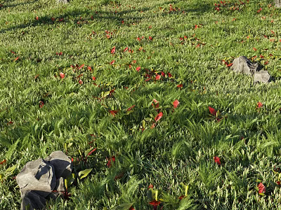 Beautiful Natural Meadow With Green Grass Red Flowers And Scattered Stones 3d model