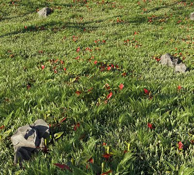 Beautiful Natural Meadow With Green Grass Red Flowers And Scattered Stones 3d model